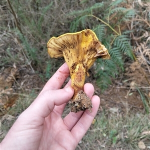 Cantharellus sp. at Harrietville, VIC - Today by DrDJDavidJ