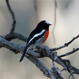 Petroica boodang at Table Top, NSW - 17 Apr 2025 05:16 PM