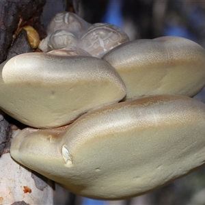 Laetiporus portentosus at Forde, ACT - Yesterday by TimL