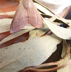 Arhodia lasiocamparia at suppressed - suppressed