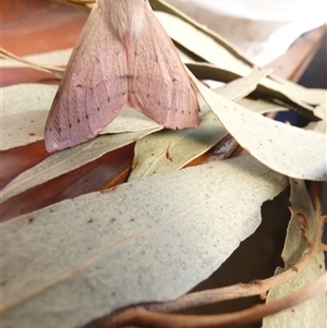 Arhodia lasiocamparia at suppressed - suppressed