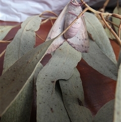 Arhodia lasiocamparia at suppressed - suppressed