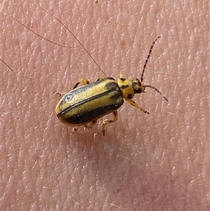 Xanthogaleruca luteola (Elm leaf beetle) by SteveBorkowskis