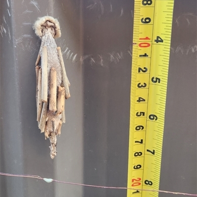 Metura elongatus (Saunders' case moth) at Dubbo, NSW - Yesterday by Jaxheretoo