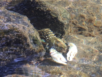 Euastacus armatus (Murray River Crayfish) at Uriarra Village, ACT - 19 Apr 2025 by TCosta