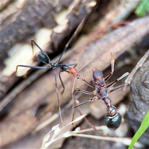 Myrmecia sp. (genus) at Surf Beach, NSW - Today by Hejor1