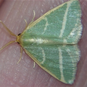 Mixocera latilineata at Bolivia, NSW - suppressed