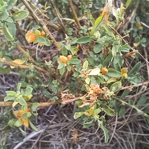 Atriplex semibaccata at Cooma, NSW - Today by mahargiani