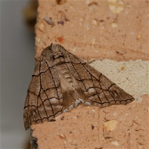 Stibaroma undescribed species by DPRees125