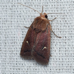 Proteuxoa (genus) by DPRees125