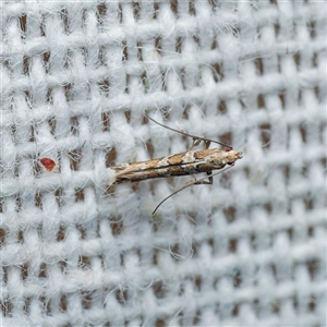 Acrocercops irrorata by DPRees125