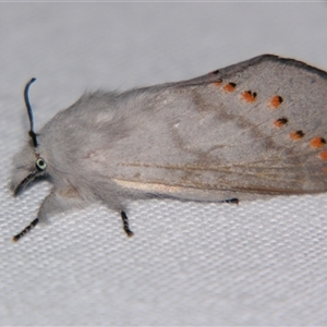 Pinara divisa at Bolivia, NSW - suppressed