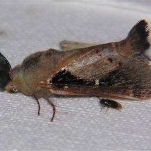 Pinara divisa at Bolivia, NSW - suppressed