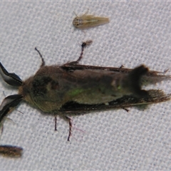 Pinara divisa at Bolivia, NSW - suppressed