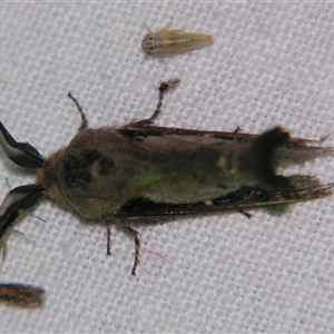 Pinara divisa at Bolivia, NSW - suppressed