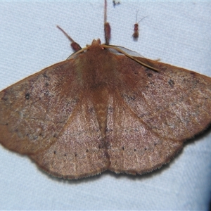 Anthela repleta at Bolivia, NSW - suppressed