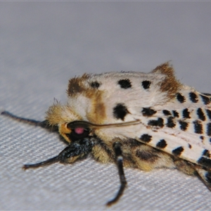 Endoxyla magniguttata at Bolivia, NSW - suppressed
