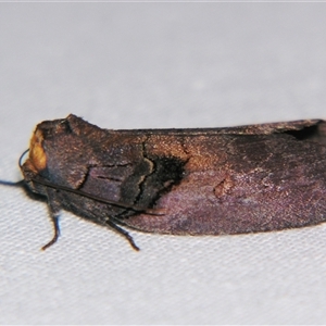 Discophlebia lipauges at Bolivia, NSW - suppressed