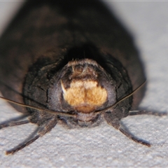 Discophlebia lipauges at Bolivia, NSW - suppressed