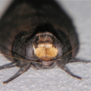 Discophlebia lipauges at Bolivia, NSW - suppressed