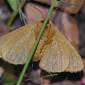 Anthela phoenicias at Bolivia, NSW - suppressed