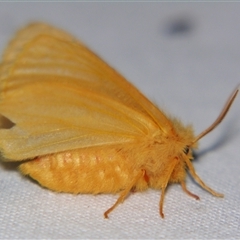 Anthela phoenicias at Bolivia, NSW - suppressed