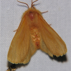 Anthela phoenicias at Bolivia, NSW - suppressed