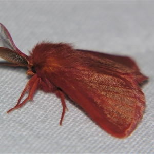 Anthela phoenicias at Bolivia, NSW - suppressed