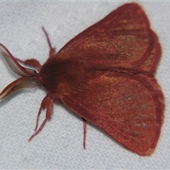 Anthela phoenicias at Bolivia, NSW - suppressed