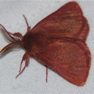 Anthela phoenicias at Bolivia, NSW - suppressed