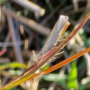 Unverified Moth (Lepidoptera) at Isaacs, ACT - Today by Mike