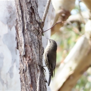 Cormobates leucophaea at Wamboin, NSW - Today by MB