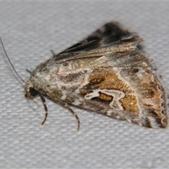 Chaograptis crystallodes at Bolivia, NSW - suppressed