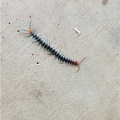 Cormocephalus aurantiipes at Dubbo, NSW - Yesterday by Jaxheretoo