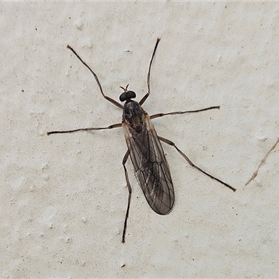 Boreoides subulatus (Wingless Soldier Fly) at Hawker, ACT - 19 Apr 2025 by sangio7