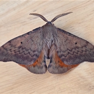 Chenuala heliaspis at Yass River, NSW - Today by SenexRugosus