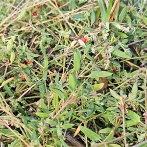 Einadia nutans subsp. nutans at Hawker, ACT - 16 Apr 2025 by sangio7