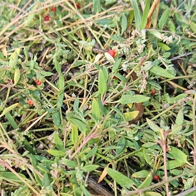 Einadia nutans subsp. nutans (Climbing Saltbush) at Hawker, ACT - 16 Apr 2025 by sangio7