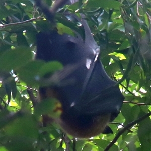 Pteropus poliocephalus at Jamberoo, NSW - 22 Feb 2025 by JanHartog