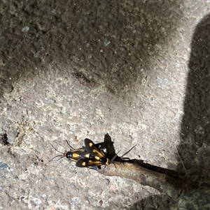 Hestiochora erythrota at Main Creek, NSW - 19 Apr 2025 10:55 AM