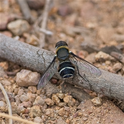 Villa sp. (genus) (Unidentified Villa bee fly) at Denman Prospect, ACT - 15 Apr 2025 by Kenp12