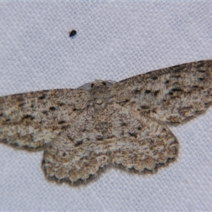 Unverified Geometer moth (Geometridae) by PJH123