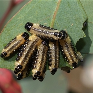 Paropsis atomaria (Eucalyptus leaf beetle) at Strathnairn, ACT - 17 Apr 2025 by AlisonMilton