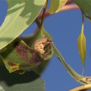Paropsis atomaria (Eucalyptus leaf beetle) at Strathnairn, ACT - 17 Apr 2025 by AlisonMilton