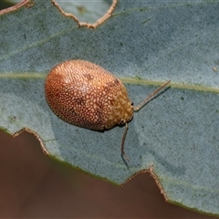 Paropsis atomaria (Eucalyptus leaf beetle) at Strathnairn, ACT - 17 Apr 2025 by AlisonMilton