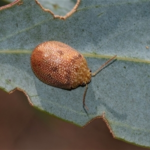 Paropsis atomaria (Eucalyptus leaf beetle) at Strathnairn, ACT - 17 Apr 2025 by AlisonMilton