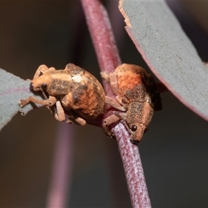 Gonipterus scutellatus (Eucalyptus snout beetle, gum tree weevil) at Strathnairn, ACT - 17 Apr 2025 by AlisonMilton