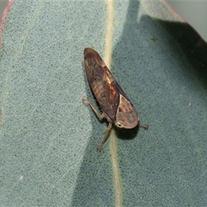 Brunotartessus fulvus (Yellow-headed Leafhopper) at Strathnairn, ACT - 17 Apr 2025 by AlisonMilton