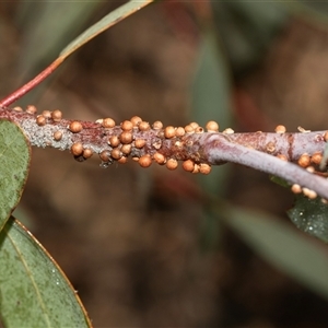 Coccidae sp. (family) (Unidentified coccid scale insect) at Strathnairn, ACT - 17 Apr 2025 by AlisonMilton