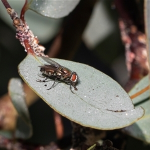Unverified Blow fly (Calliphoridae) at Strathnairn, ACT - 17 Apr 2025 by AlisonMilton